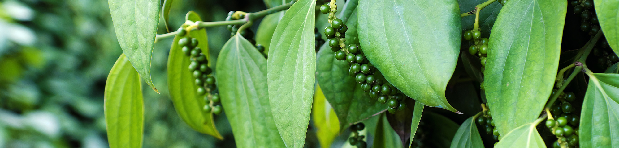ご指定のページが見つかりません